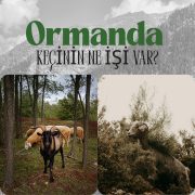 Ormanda Keçinin Ne İşi Var?